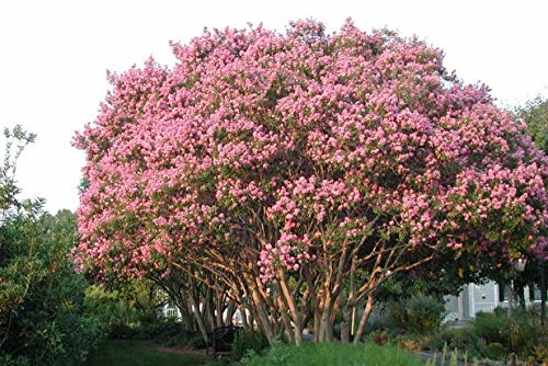 Creative Farmer Tree Seeds : Lagerstroemia Speciosa - Shade Tree For Home Home Garden Pack (B071YH2G58) Amazon Price History, Amazon Price Tracker