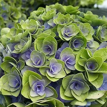 青色アジサイ Amazon.co.jp: 夏色フェアリーキスブルー さかもと園芸 夏色