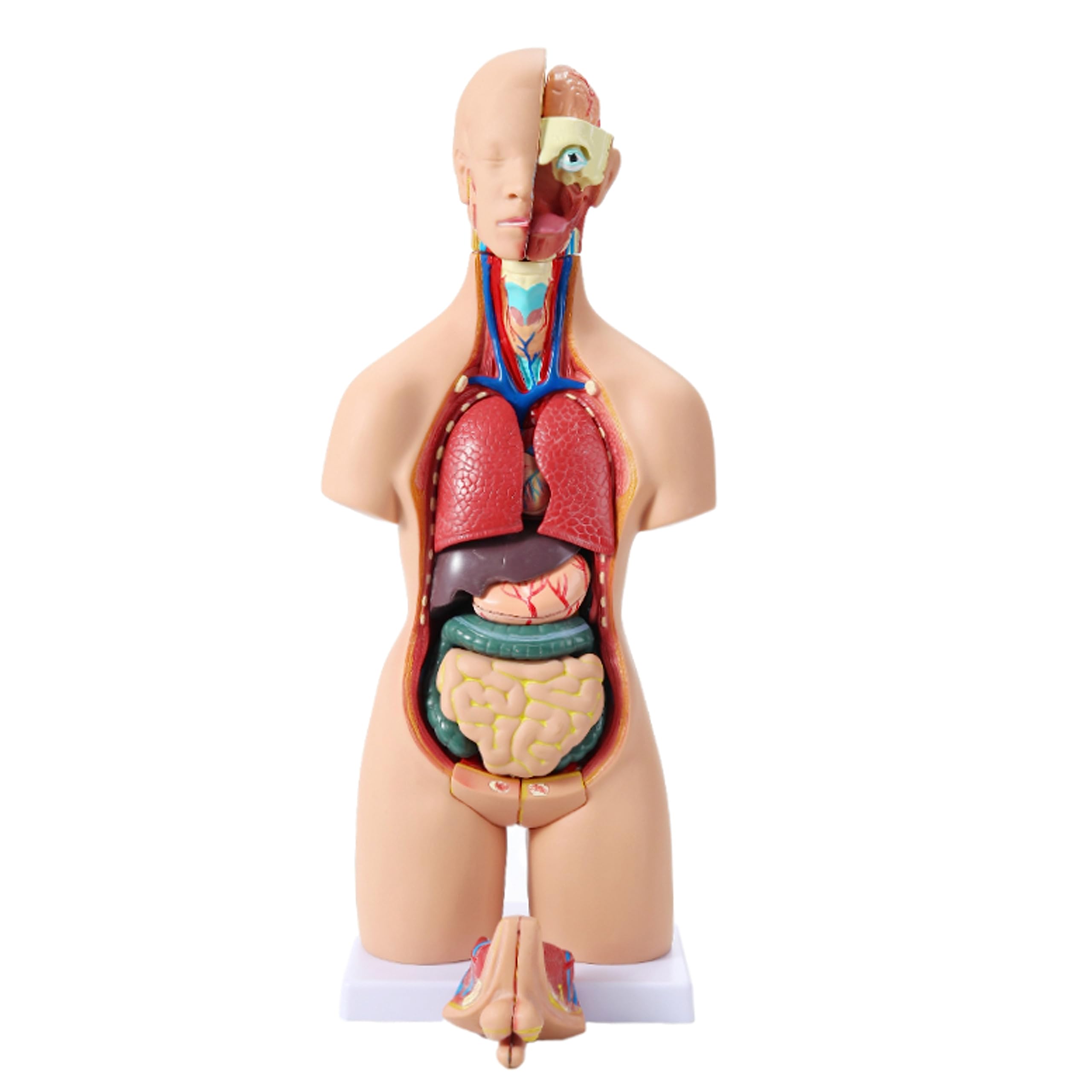 Modelo Torso anatomía Humana 55 cm, Modelo ensamblaje anatómico 4D órganos Humanos para enseñanza, educación, Escuela, Modelo anatomía Humana extraíble 19 Piezas, Modelo órgano Torso anatómico, Mod