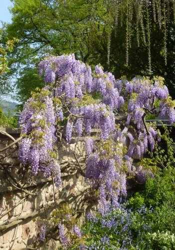 TROPICA - Japanischer Blauregen (Wisteria floribunda) - 4 Samen :  Amazon.de: Garten