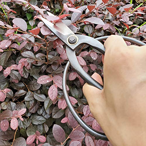 Tijeras profesionales para bonsái 7.3 pulg miniatura 6