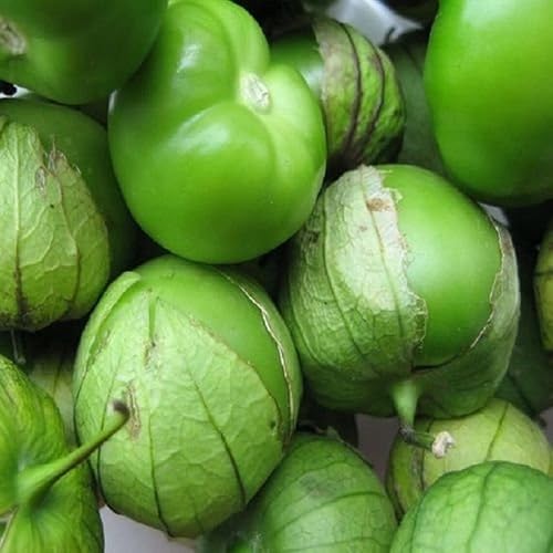 300 semillas de tomatillo verde para plantar 0.5+ gramos de semillas de tomatillo verde sin OMG, herencia cosechada en Estados Unidos