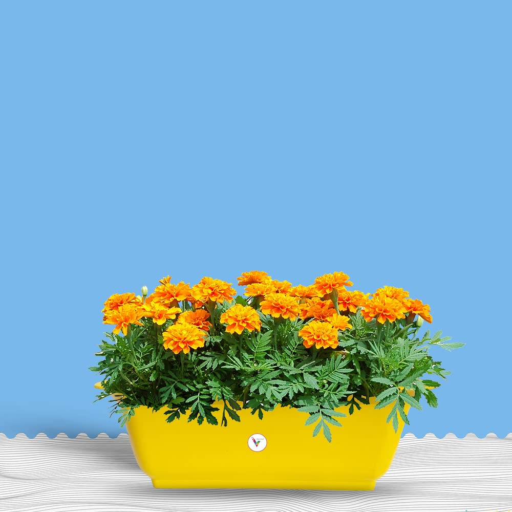 VINSHRA Plastic Planter, Yellow, 20 inch, 3 Pieces, 1 Small Pot Free