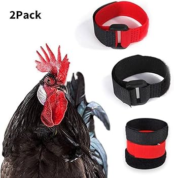 Amazon.co.jp: CUTICATE 4ピース/個鶏の首輪で鶏が鶏の鳴き声を叫ぶの