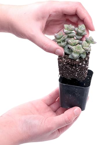 Miniatura 5 de Mountain Crest Gardens Paquete de suculentas Trailing & Strings, 12 plantas vivas en macetas de 2 pulgadas, suculentas reales para macetas