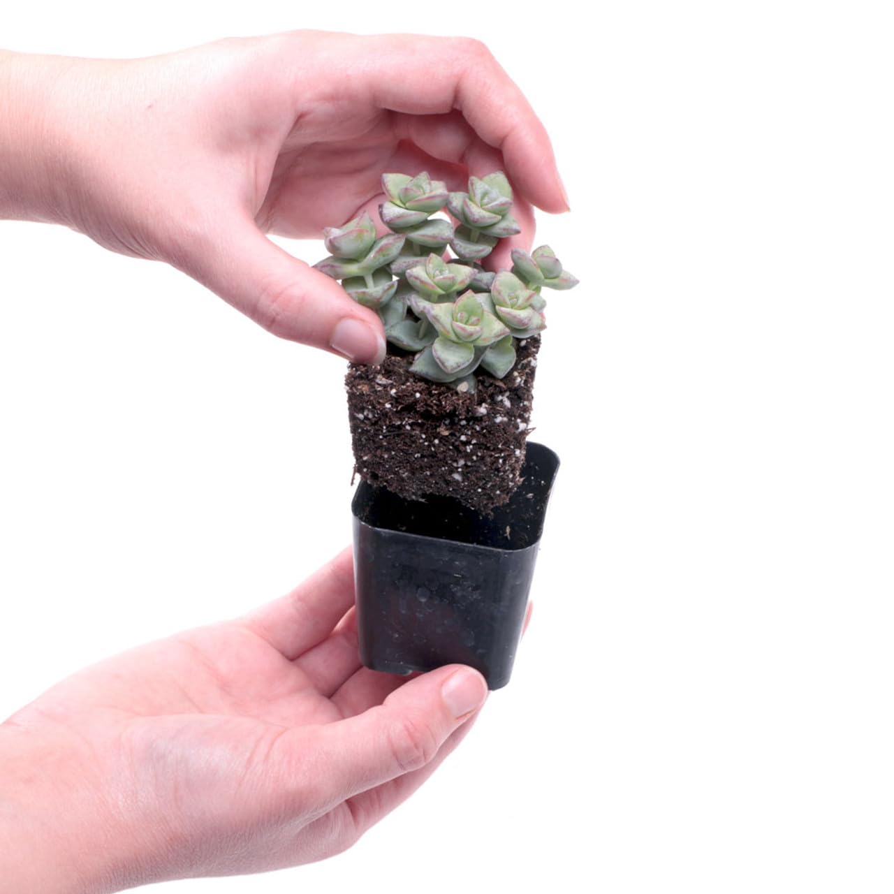 Amazon.com : Mountain Crest Gardens Ultimate Succulent Variety Pack - 6  Unique Live Plants, Rooted in 2 inch Pots - Indoor/Outdoor Real Succulents  for Garden Decor, Favors, DIY Arrangements : Patio, Lawn & Garden
