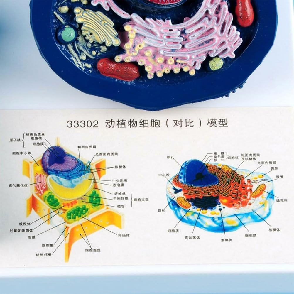 Xiaoxu Anatomiemodell von Tier- und Pflanzenzellen mit abnehmbaren Teilen für den Biologieunterricht, Lehrmittel für naturwissenschaftliche Kurse, praktisches Lernmaterial