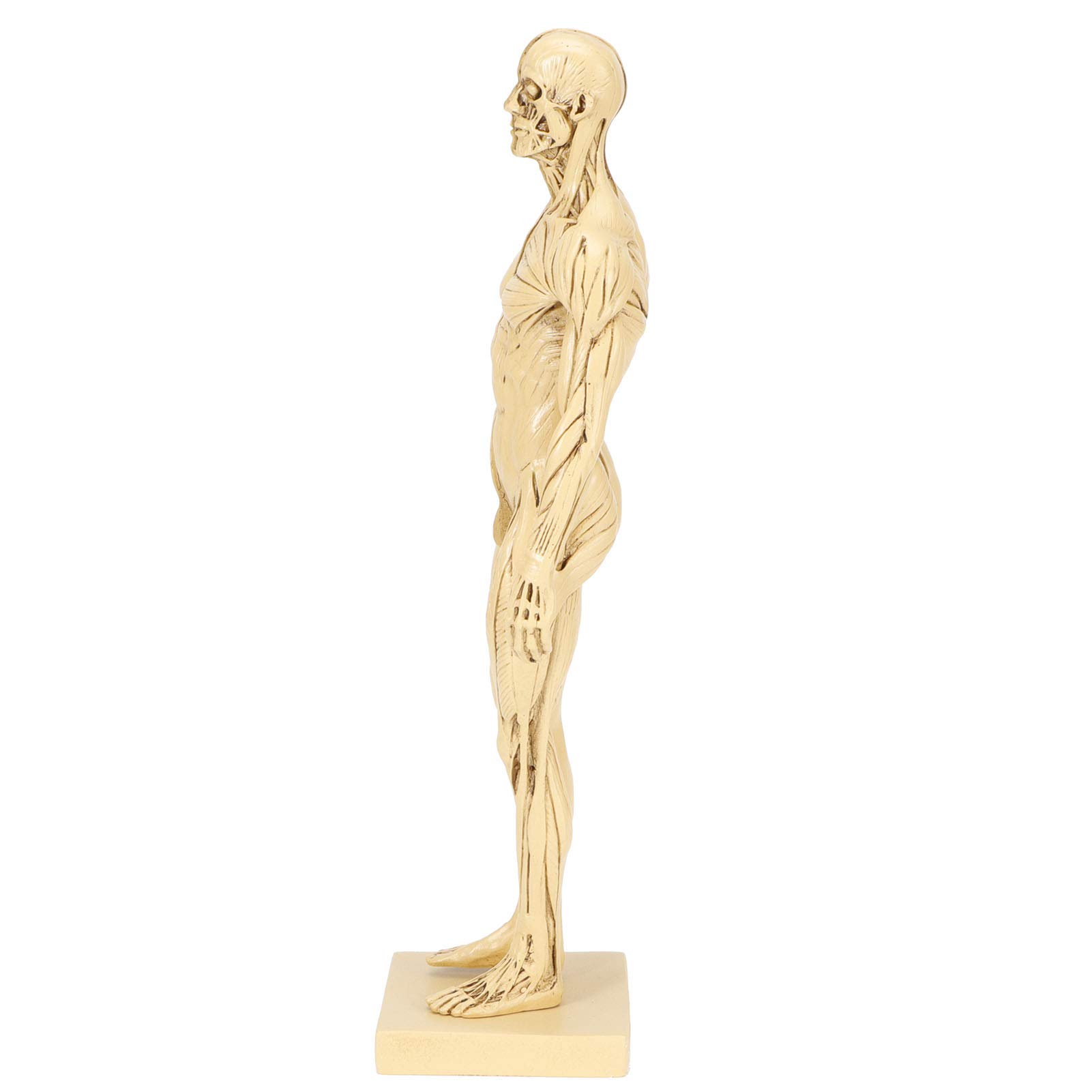Modelo de anatomía masculina AMONIDA de 29,5 cm para decoración y clases de pintura 8