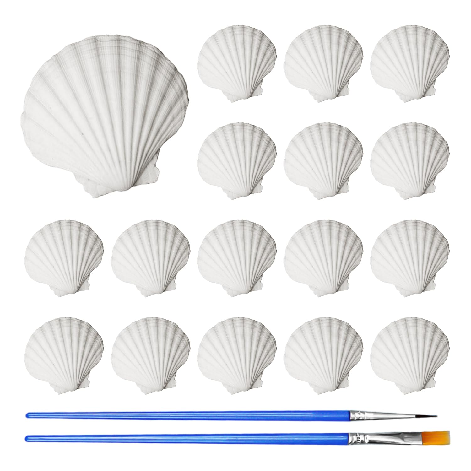 16 Pezzi di Conchiglie E 2 Pezzi di Pennelli, Decorazione di Conchiglie, Conchiglie per Artigianato, Conchiglie per Decorazione di Acquari, Materiali Artigianali Fai-da-Te sul Tema dell'Oceano