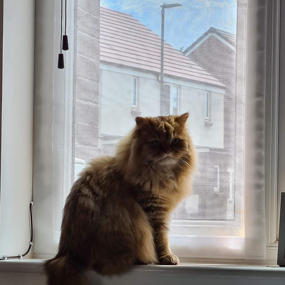 Flat Cats White Mesh / White Fixings Cat Window Screens, Window Protection For Cats, Pvc Coated Hook And Loop Screen, Keep Indoor Cats Safe, Single Pack, Selection Of Sizes (60Cm X 93Cm, White Mesh/White Fixings)