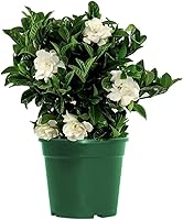American Plant Exchange Mini Veitchii Gardenia Bush - Fragrant 6" Live Indoor Outdoor Flowering Shrub for Home Office Decor