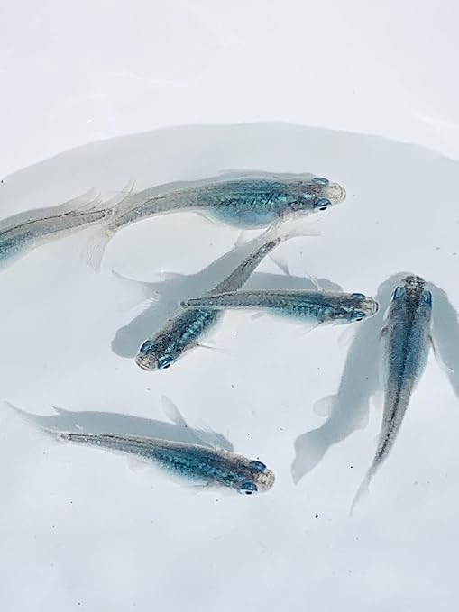 とっておきし福袋 ともちゃんのメダカ屋さん メダカ 生体 めだか販売 べっ甲 Batesmartin Com とっておきし福袋 ともちゃんのメダカ屋さん メダカ 生体 めだか販売 べっ甲 Batesmartin Com