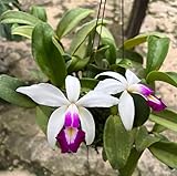 Orchids Siam