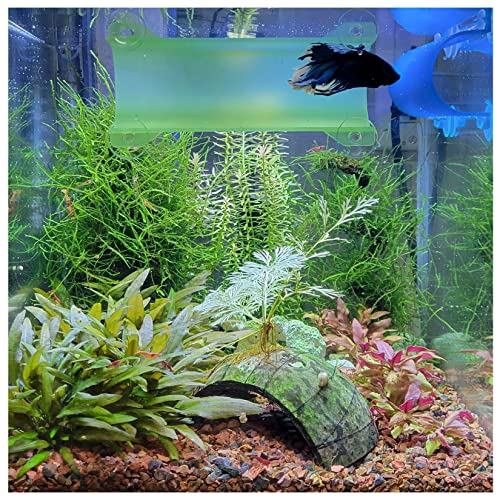 Image of Brand Betta Tunnel (Translucent Light Green)