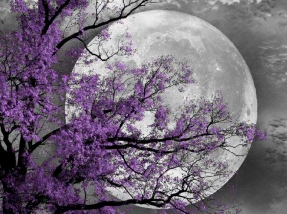 Peinture par Numéros Arbre de lune : un cadeau unique sur toile