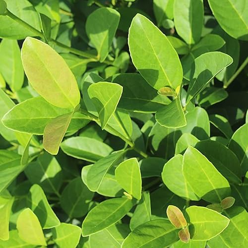 Miniatura 5 de PERFECT PLANTS Sweet Viburnum Shrub 3 Gallon | Live Shrubs for Outdoor Planting | Fast Growing Privacy Hedge | Fully Loaded Flowers Filled with