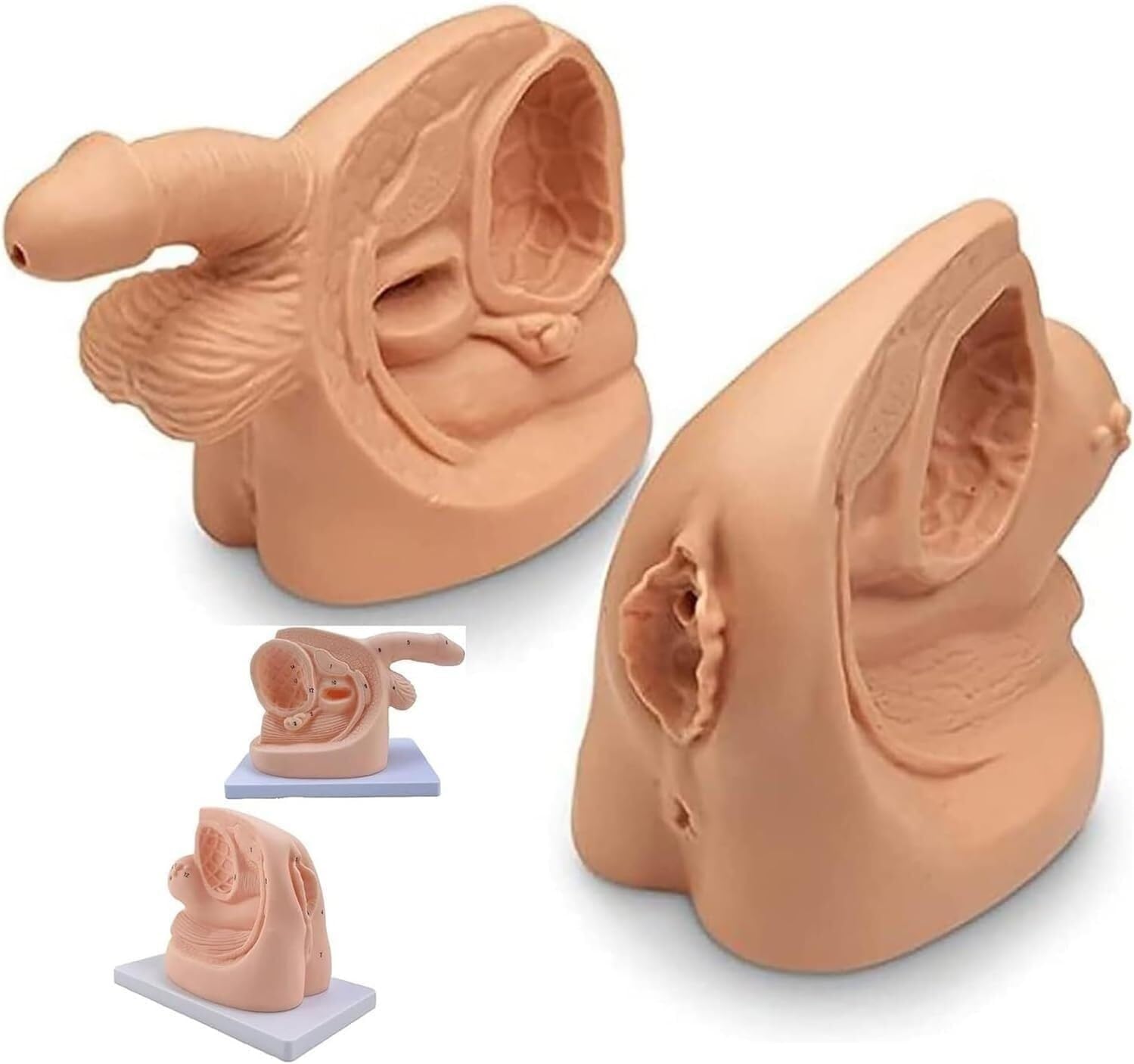 Internal and External genitalia Urethra Human Model, Anatomical Model, Male and Female Model, for Learning and Training