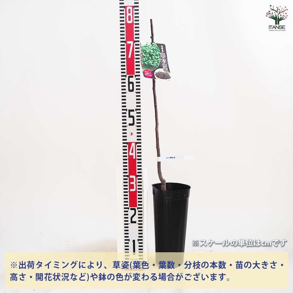 Amazon.co.jp: ITANSE 山椒の苗木 ウルトラ朝倉山椒 接木苗 12cm