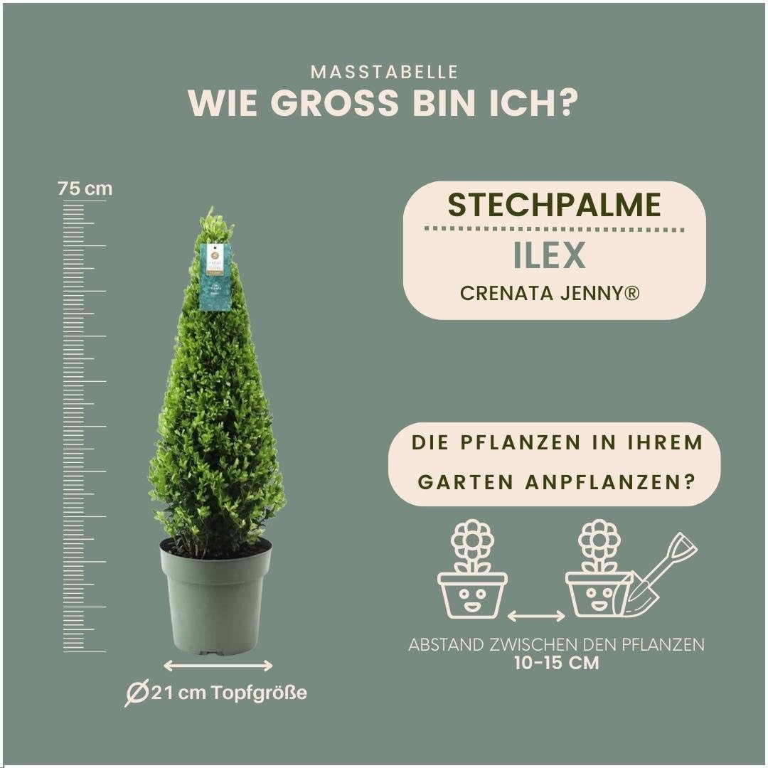 Echte Stechpalme Pyramide Ilex Crenata 'Jenny' 22 cm Ø 55 cm Hoch Buchsbaum Ersatz