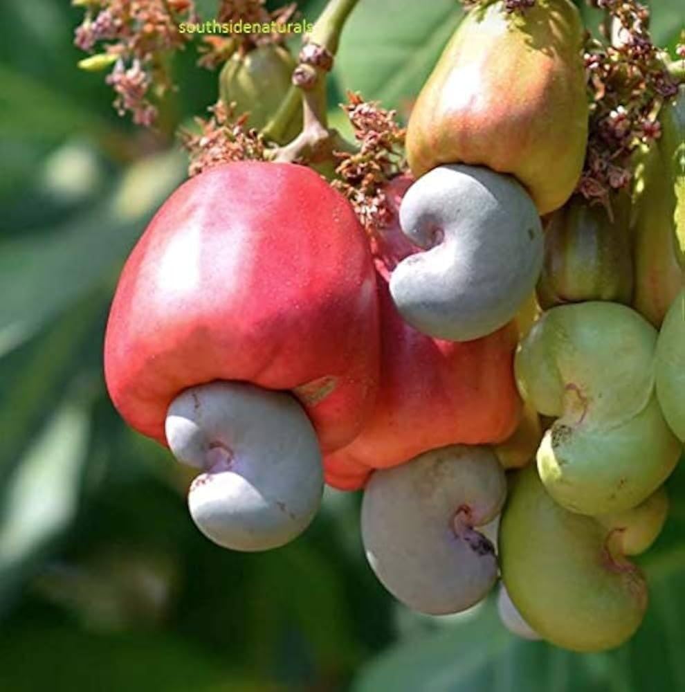 All-Time 12 Months Hybrid GRAFTED Live Fruit Plant Original & Authentic Organic Tree for Outdoor Fast-Growing Fruit Plant Home Gardens Pack Of-1 (Kaju(Cashew) Dry Fruit Plant, Medium)-image-29