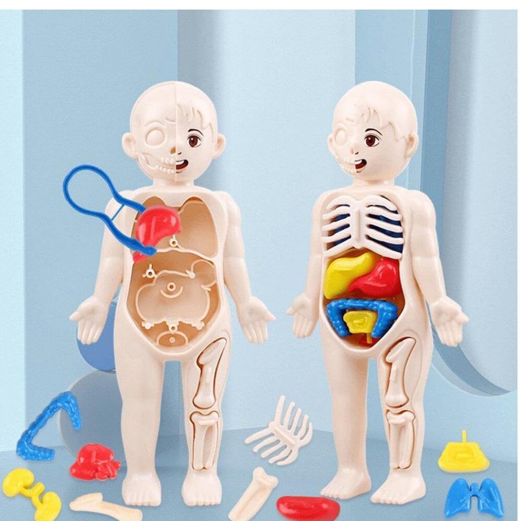Amazon.co.jp: 子供モンテッソーリ 3d パズル人体解剖学モデル