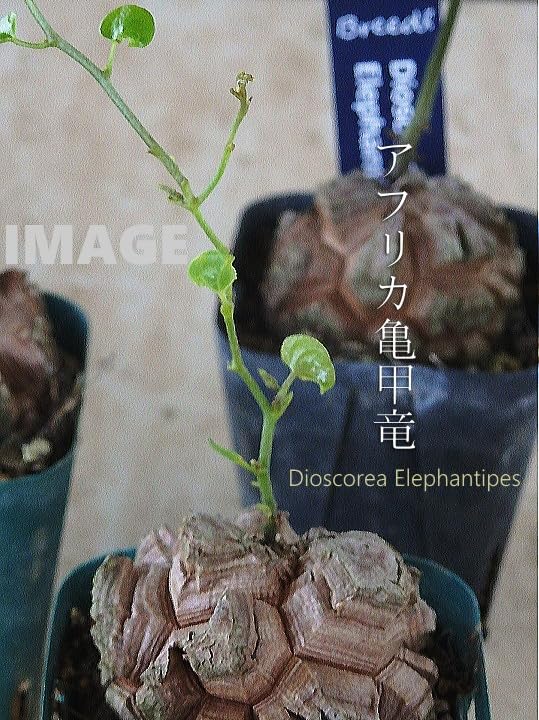 亀甲竜【OGUCHIさん専用】（ゴツゴツした双頭タイプ） 亀甲竜【OGUCHIさん専用】（ゴツゴツした双頭タイプ） 亀甲竜【OGUCHI