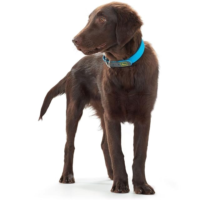Foto 3 de 4 de Hunter - Collar Convenience 28-36Cm Turquesa