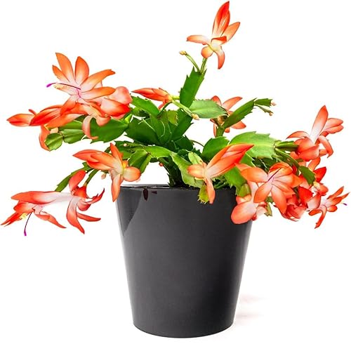 Christmas Cactus Plants, Schlumbergera Orange in 13 cm pots