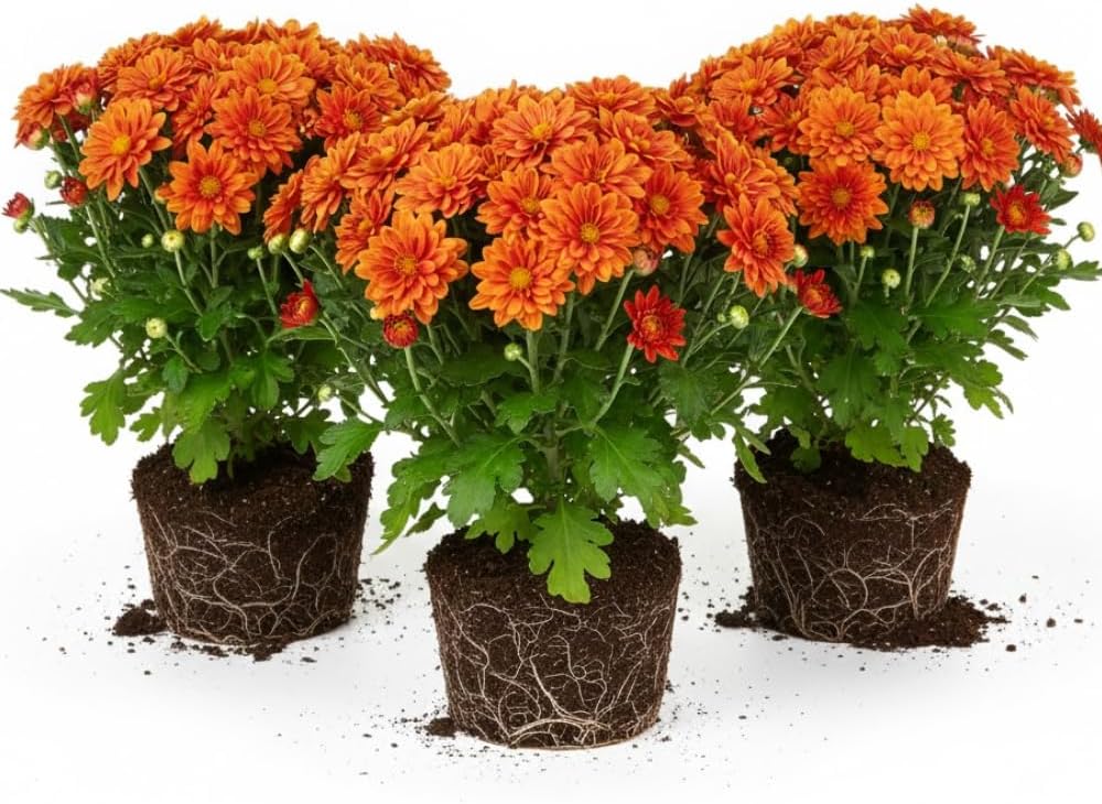 3 Hardy Chrysanthemum Plants Live, Orange Mums Plants Live, 5 to 7 Inc Tall, Chrysanthemum Flowers Perennials Gardening Outdoor