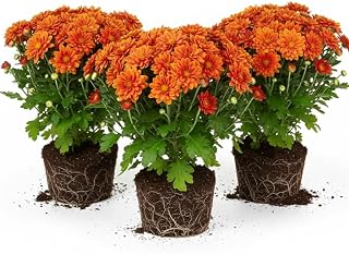 3 Hardy Chrysanthemum Plants Live, Orange Mums Plants Live, 5 to 7 Inc Tall, Chrysanthemum Flowers Perennials Gardening Outdoor