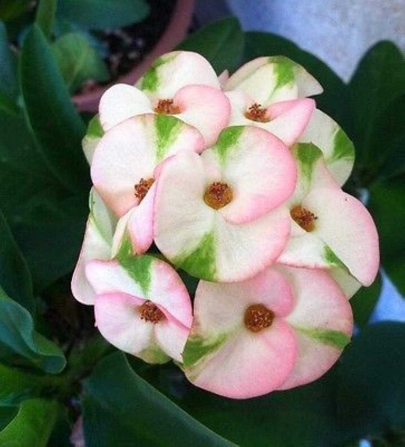 All Season Euphorbia Mili Flower Healthy Live Plant with Flower Pack of 1 (B0CL3TKHW5) Amazon Price History, Amazon Price Tracker