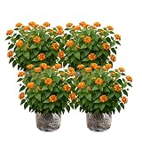 4 Orange Lantana Flower Live Plants, Well-Rooted Flower Plant, 4 Inch Tall