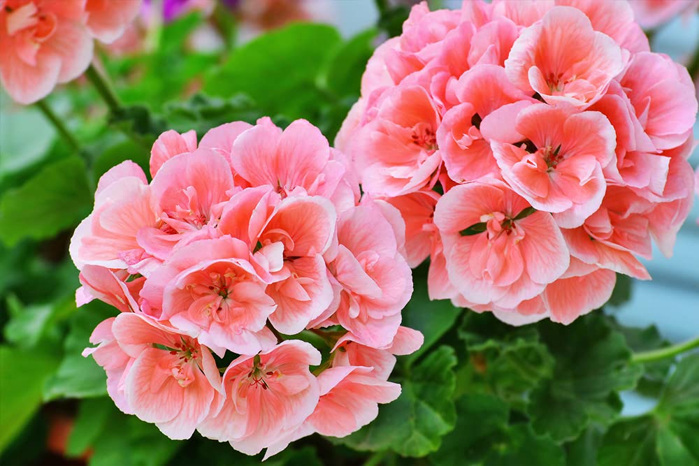 Bloomique - Lot de 6 - Pelargonium Zonale - Géraniums dressés - Plantes de jardin - Hauteur 15-20 cm - Pot 10,5 cm