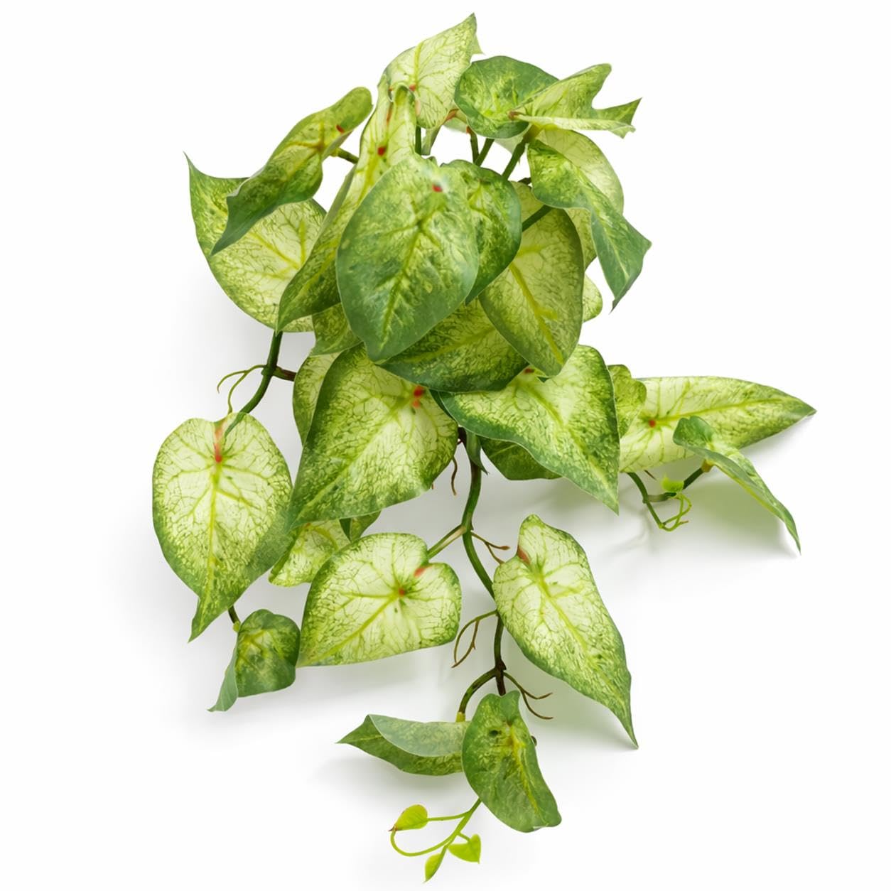 Leaf 25Cm Artificial Trailing Variegated Caladium Vine Plant Light Green from B&Q