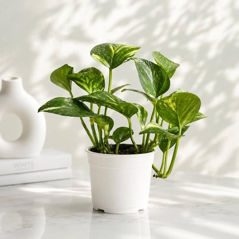 Golden Money Plant Live for Coffee Table Decoration, Living Room, Home Garden (1 Healthy Live Plant)-image-8