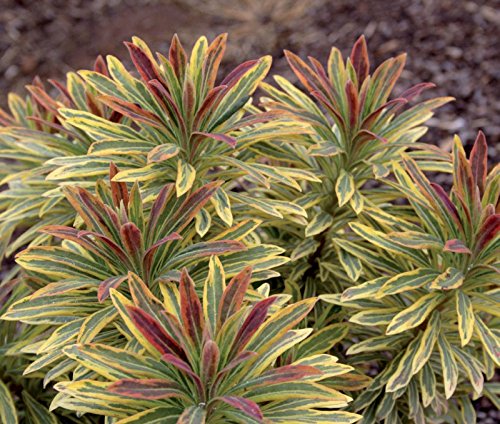 1 x Euphorbia martinii 'Ascot Rainbow‘ ® (Wolfsmilch) Cover
