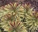 Produktbild 1 x Euphorbia martinii 'Ascot Rainbow ® (Wolfsmilch)