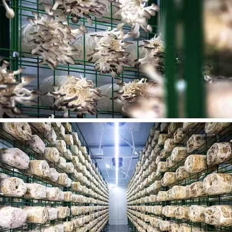 Container Farm Mushroom Growing Equipment with Temperature and Humidity Control System, Intelligent Operating Mushroom Growing Containers for Sale
