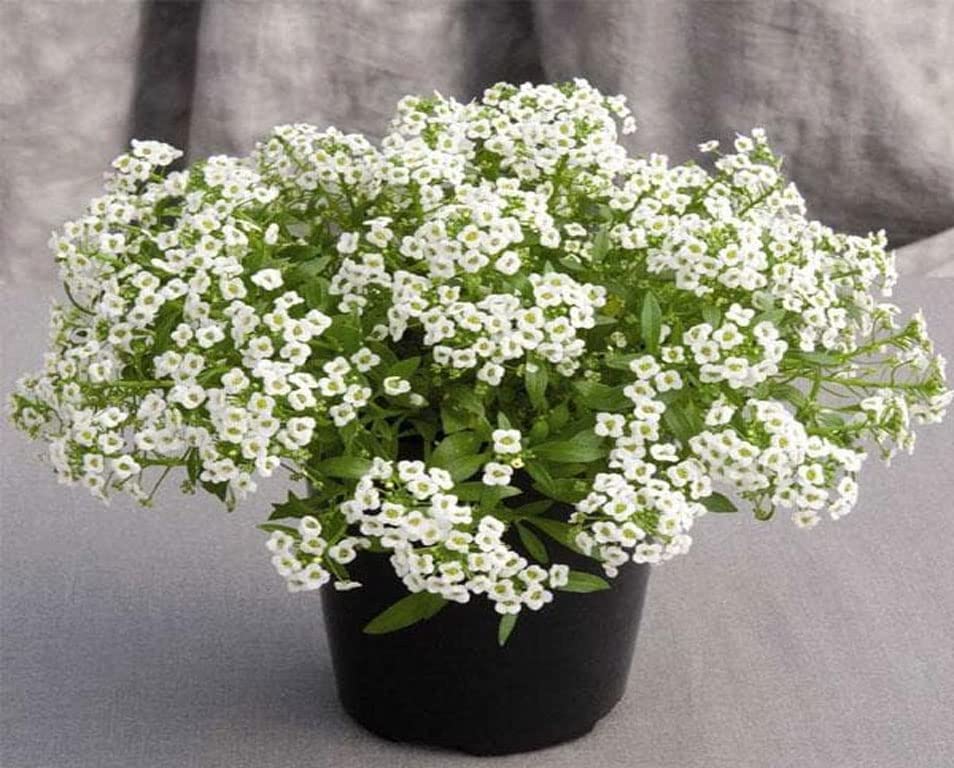 NATURE MAYAA ALYSSUM SNOW WHITE FLOWER SEEDS (B0B6SWTDLJ) Amazon Price History, Amazon Price Tracker