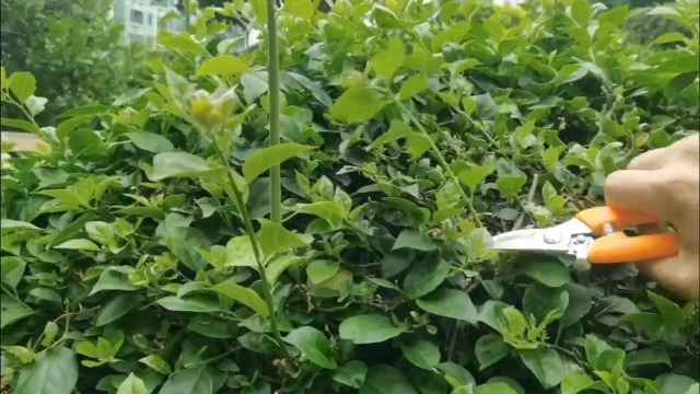 Tijeras para Flores con Cuchillas de Acero Inoxidable y Mango Ergonómico miniatura 7
