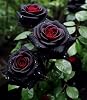 100PCS Beautiful Black Rose Seeds Rare Rose Rosa Flower Seeds Heirloom
