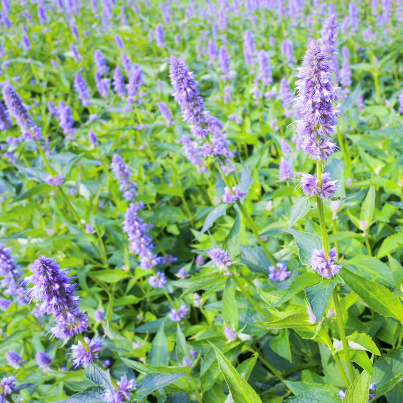 Greenwood Nursery Agastache Blue Fortune 2x Pint Pots
