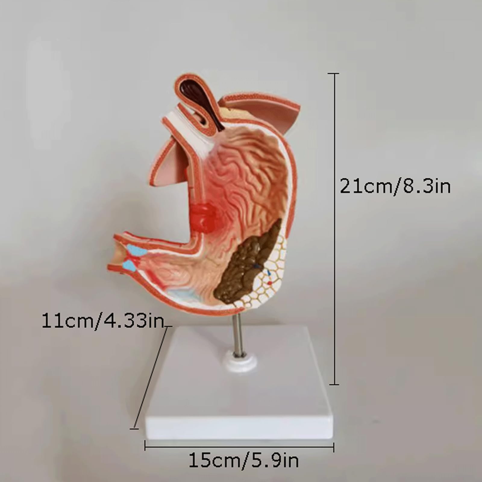 Menschliches Organmodell Menschliches Organmodell Medizinisches Gerät Für Anatomie Unterrichtsausrüstung Für Das Verdauungsgerät Für Das Schulstudium