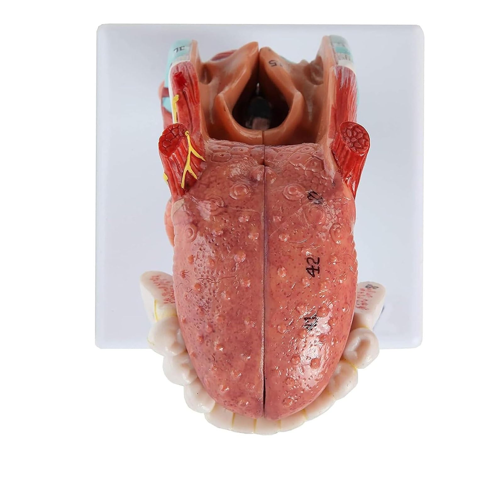 Modello anatomico della laringe umana con lingua e tiroide per educazione medica, strumento didattico per gola e testa
