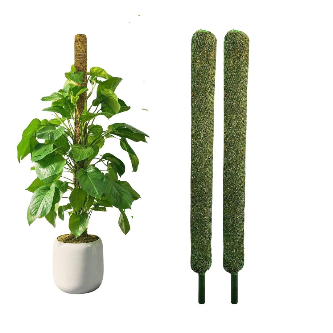 Nayra Plant Support Moss Stick(2Ft Pack of 2)- Green Grass Pole for Plants Support, Support Stick for Money Plant, Climbing Indoor Plants