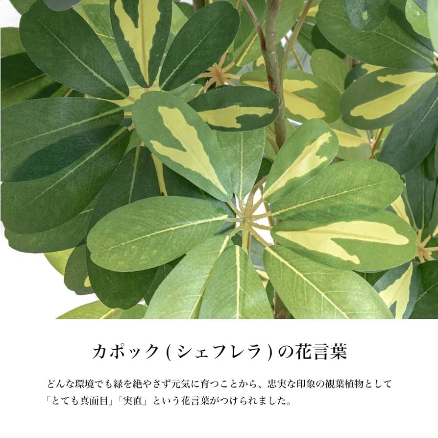 カポック（シェフレラ・カポック 140cm） カポック（シェフレラ・カポック 140cm） - メルカリ