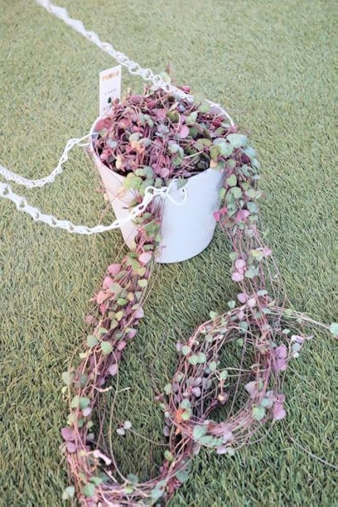 ハートカズラ　6.7.8 楽天市場】多肉植物 ハートカズラ斑入り品種（ラブチェーン） レディ