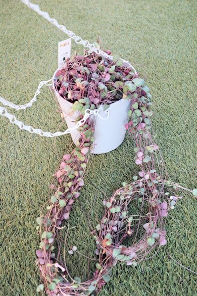 Amazon｜多肉植物 ハートカズラ (ラブチェーン) 超ロング 樹脂製