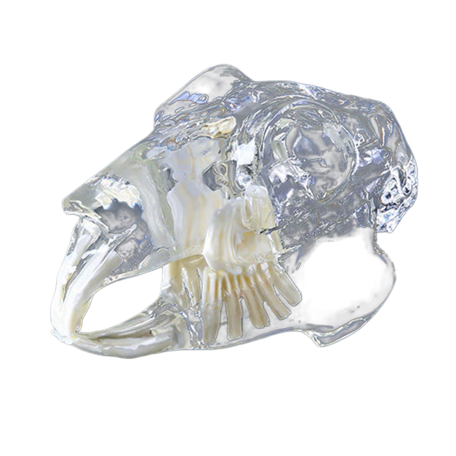 Modelo de Dientes Canino Felino Perro Gato Tipodonto Oral Modelo de Dientes Transparentes Clínica Veterinaria Diente Anatómico para Clínicas Veterinarias