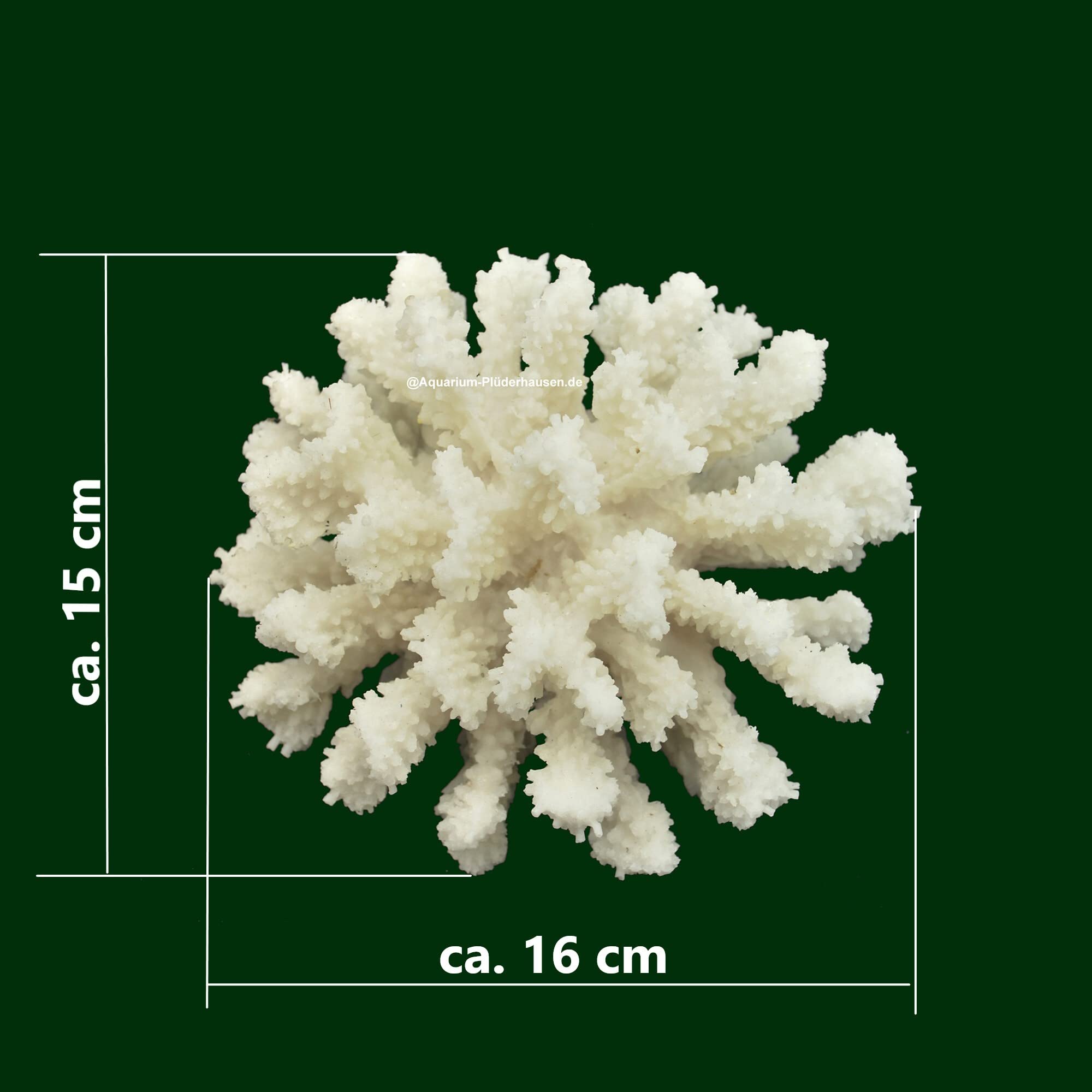 Steinkoralle,15 x16 x8 cm, SPS, Aquarium Meerwasser Korallen, Blumenkohl